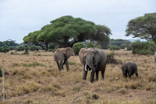 a family of elephants, accompanied by white herons, migrate through green meadows  © константин константи