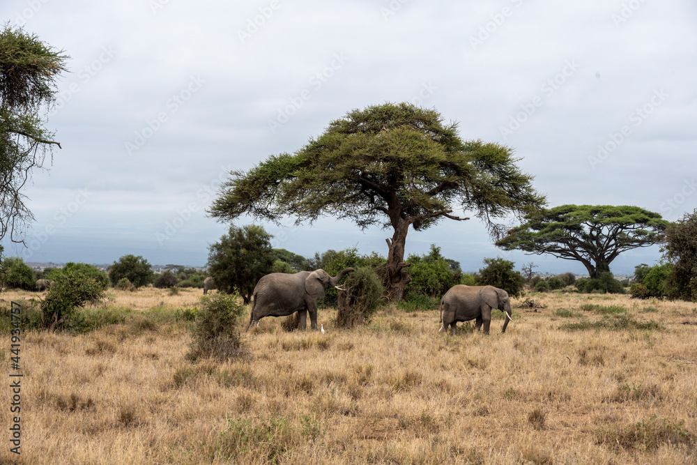 a family of elephants, accompanied by white herons, migrate through green meadows a family of elephants, accompanied by white herons, migrate through green meadows