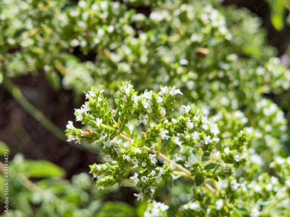 oregano green plant with white flowers and a bee oregano green plant with white flowers and a bee