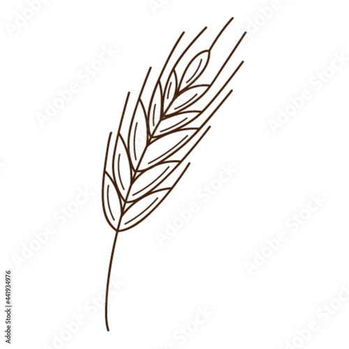 wheat, rye spikelet. A symbol of autumn, harvest. Design element with outline. Doodle, hand-drawn. Flat design. Black white vector illustration. Isolated on a white background.