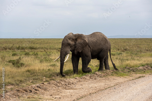 a family of elephants  accompanied by white herons  migrate through green meadows 