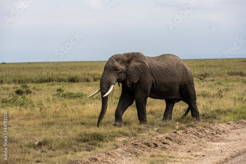 a family of elephants  accompanied by white herons  migrate through green meadows 