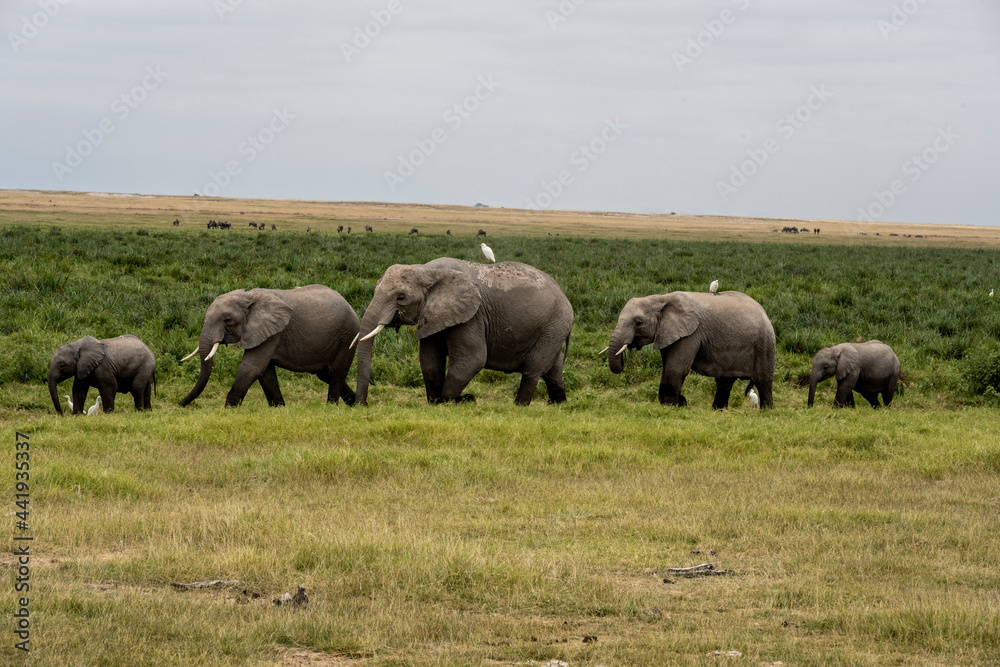 a family of elephants, accompanied by white herons, migrate through green meadows a family of elephants, accompanied by white herons, migrate through green meadows