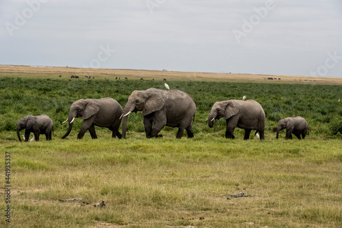 a family of elephants  accompanied by white herons  migrate through green meadows 