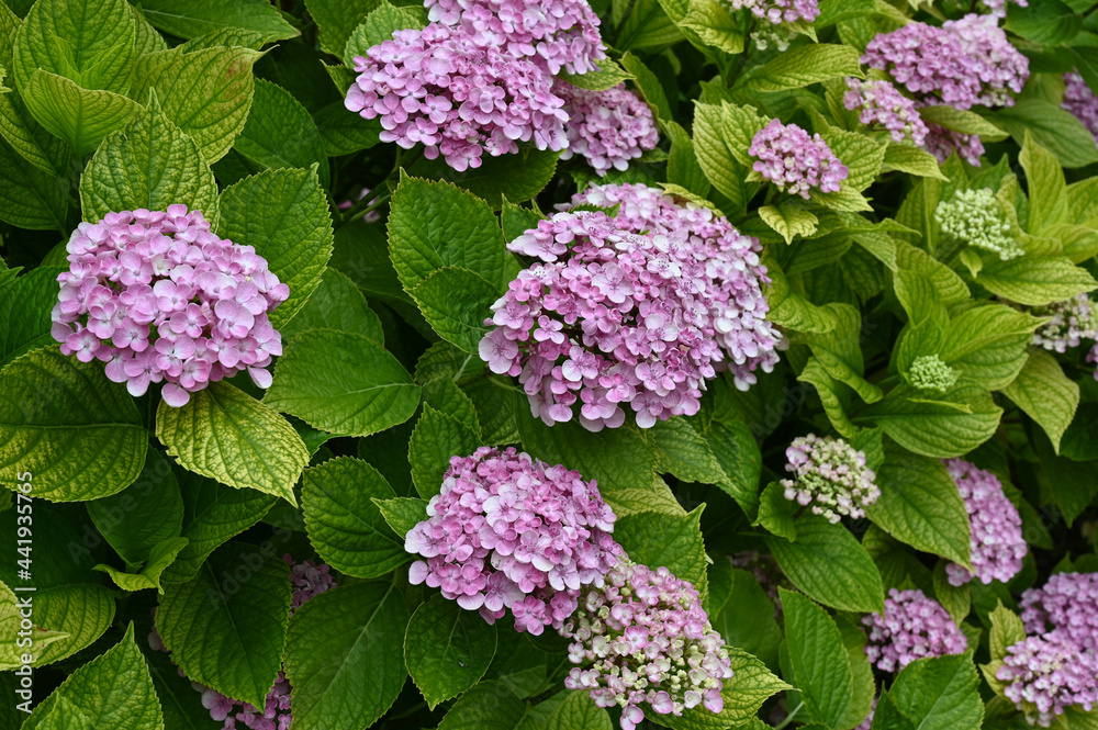 Hortensia rose avec son feuillage vert en gros plan Hortensia rose avec son feuillage vert en gros plan