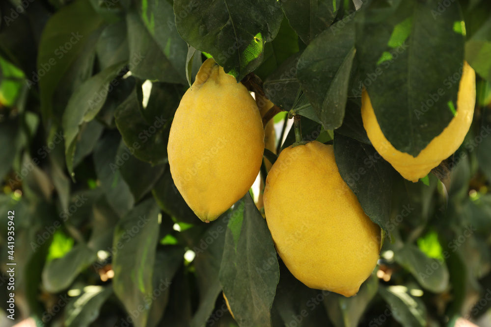 Fresh ripe lemons growing on tree outdoors