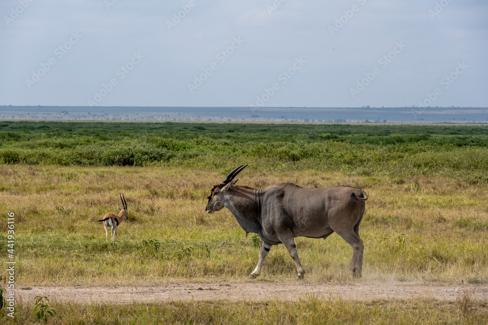 Naklejka premium antelope eating juicy green grass in the meadows in the national park 