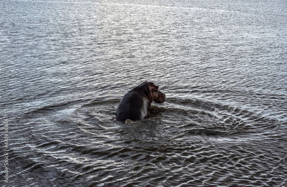 Fototapeta premium hippo bathes in a green river in a national park