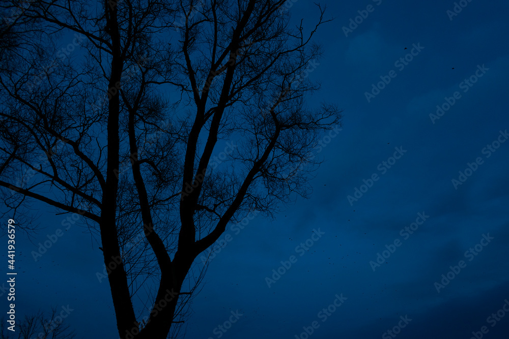 Silhouette tree, twilight, crown of tree, blue sky, top from below, copy space Silhouette tree, twilight, crown of tree, blue sky, top from below, copy space