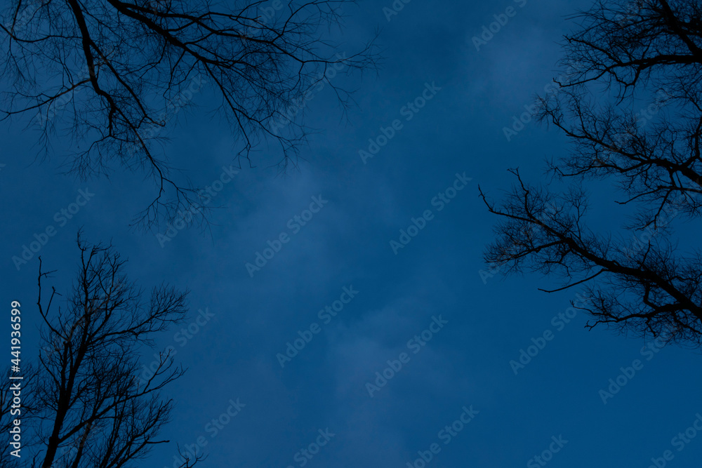 Twilight, crowns of forest, blue sky, top from below, copy space