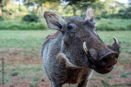 wild boar warthog close-up on a green lawn 