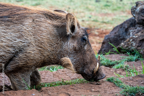 wild boar warthog close-up on a green lawn 