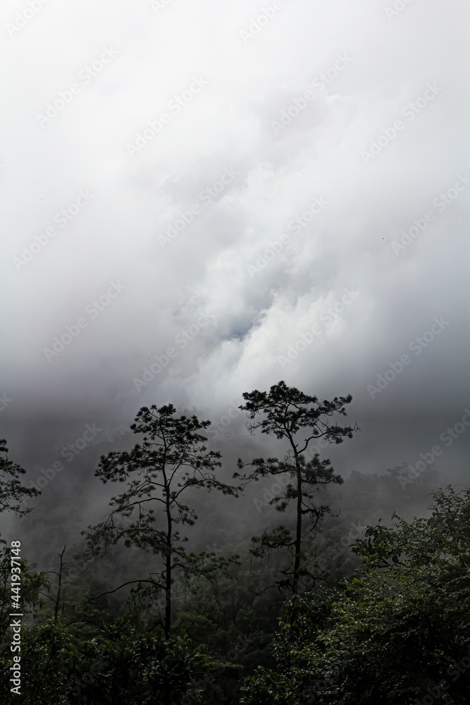 pine in a forest with cloud