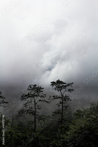 pine in a forest with cloud © surawach5