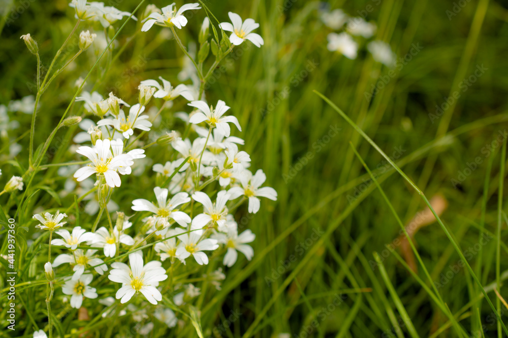 Unfocused photo of small white flowers on green grass. White forest flowers in the green grass. Abstract floral background. Unfocused photo of small white flowers on green grass. White forest flowers in the green grass. Abstract floral background.