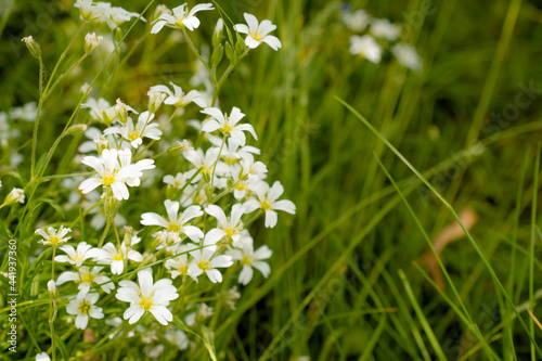 Unfocused photo of small white flowers on green grass. White forest flowers in the green grass. Abstract floral background.