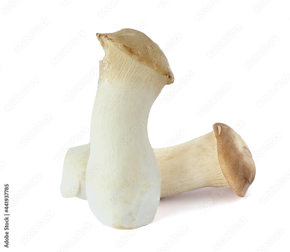 King Oyster mushroom on white background.