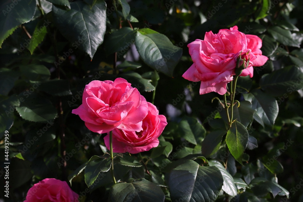 rosa Rose, Rosenblüte, Rosenstrauch, Rose