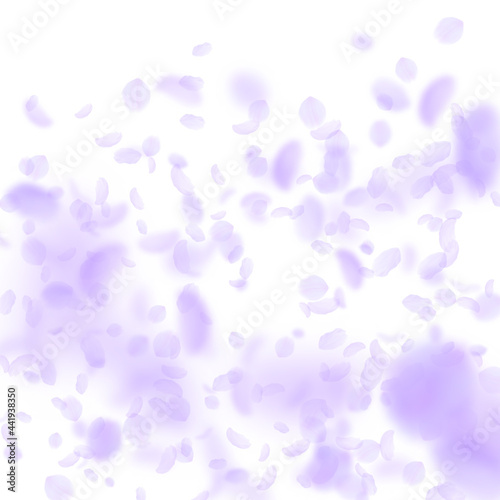Violet flower petals falling down. Interesting rom