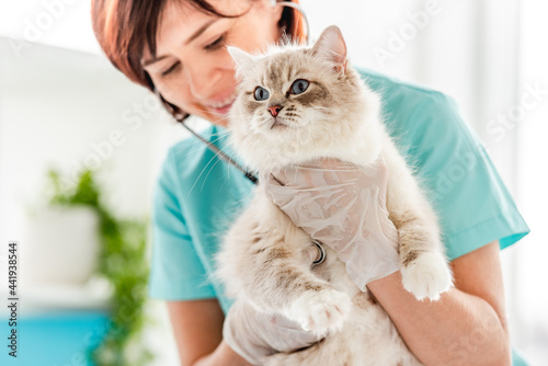 Fototapeta Naklejka Na Ścianę i Meble -  Ragdoll cat at veterinerian clinic