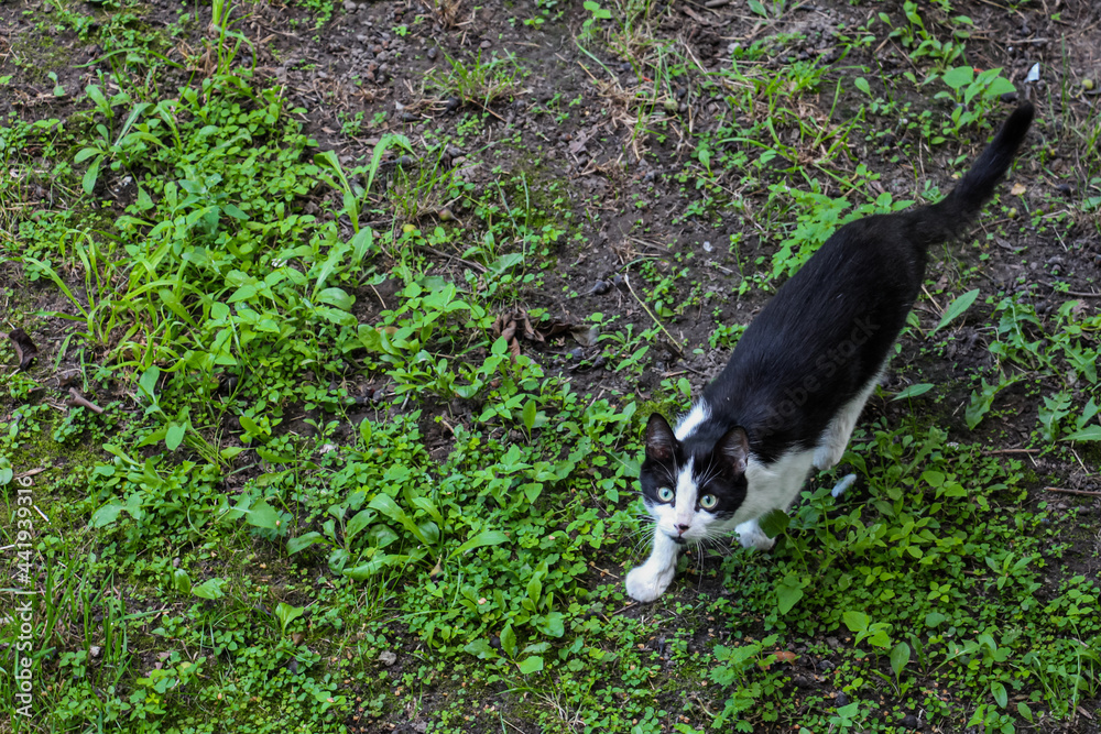 A black and white wounded and scratched stray cat stands on the green grass in the park and looks at the camera from the bottom up. Abandoned dirty pet. Street cat with green eyes.