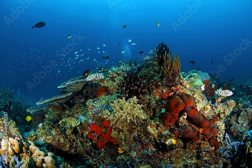 Colorful, Healthy Coral Reef in Blue Water. Raja Ampat, Indonesia