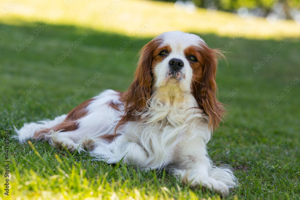 A Cavalier King Charles Spaniel dog outdoor A Cavalier King Charles Spaniel dog outdoor