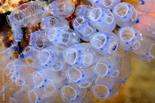 Close-up of Pycnoclavella narcissus tunicates. Raja Ampat, Indonesia photo