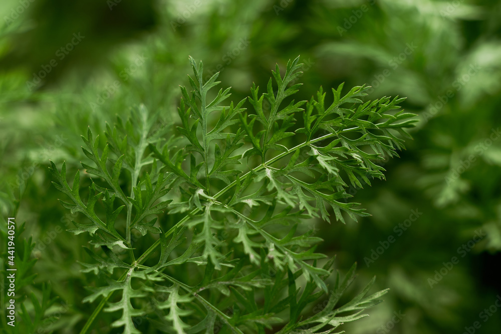 parsley parsley