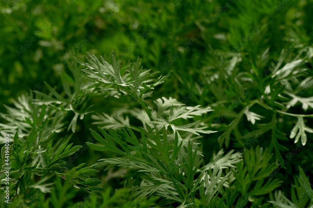 parsley parsley
