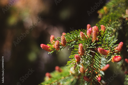Blooming spruce. Red young shoots on a pine tree. Flowering branch of a fir tree. Young shoots on spruce.