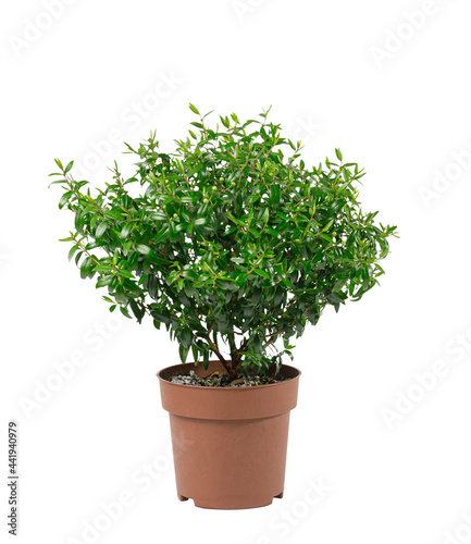 Beautiful artificial plants myrtle in flower pots isolated on white. Myrtle tree, myrtus