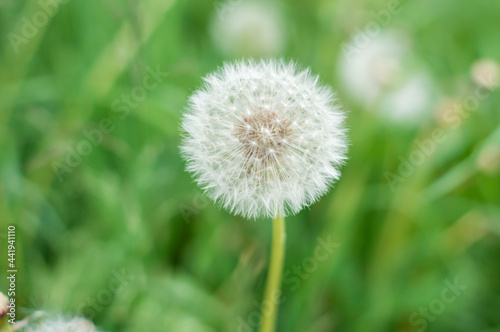 Dandelion on a blury green background  close-up
