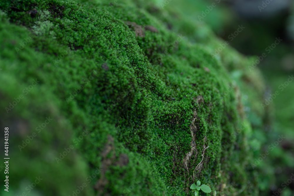 selective focus beautiful green moss on the floor, moss closeup, macro. Beautiful background of moss for wallpaper. selective focus beautiful green moss on the floor, moss closeup, macro. Beautiful background of moss for wallpaper.