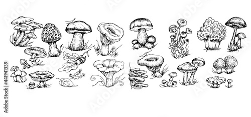 mushrooms vector graphics hand drawn. Print textile illustration background set coloring engraving vintage retro collection forest nature food