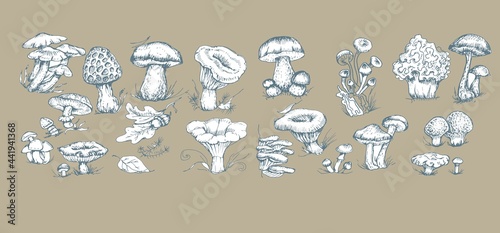 mushrooms vector graphics hand drawn. Print textile illustration background set coloring engraving vintage retro collection forest nature food