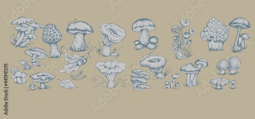 mushrooms vector graphics hand drawn. Print textile illustration background set coloring engraving vintage retro collection forest nature food