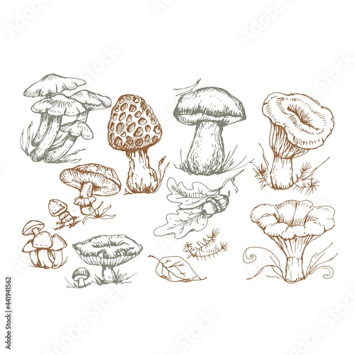 mushrooms vector graphics hand drawn. Print textile illustration background set coloring engraving vintage retro collection forest nature food