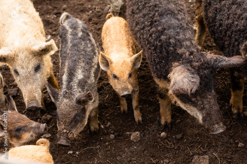 Traditional Hungarian livestock breeding, brood of curly pigs