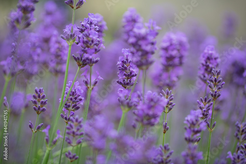Close up isolated image of lavender blooms, shot with large apperture to concentrate on mid flowers and fade out the rest