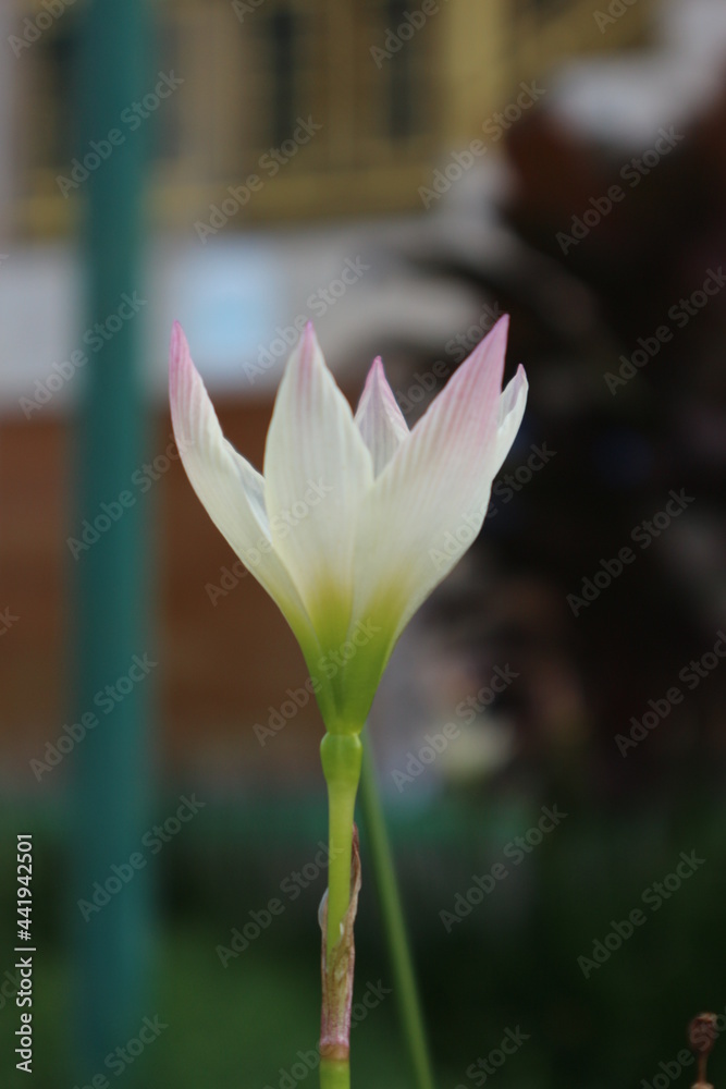 Fototapeta premium pink lotus flower in garden