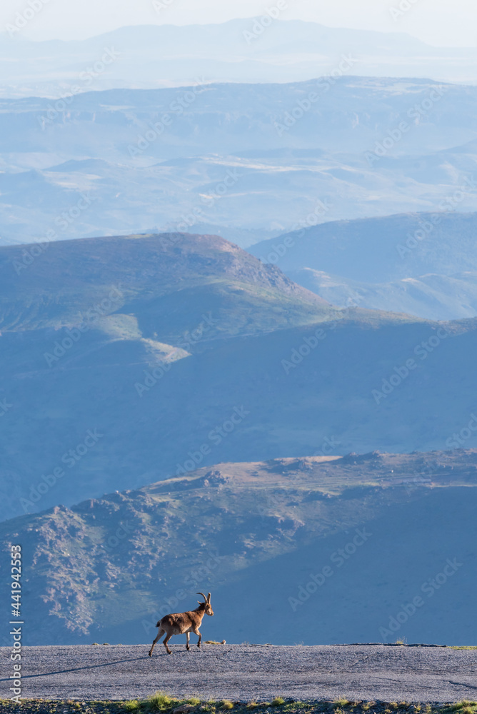 Male mountain goat with Sierra Nevada in the background.