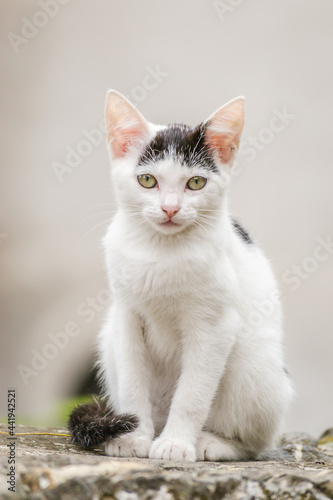 Portrait of a black and white cat in its natural environment © caocao191