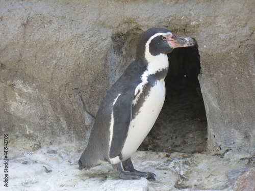 Pinguine Pinguin Zoo karlsruhe