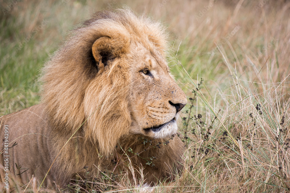 Old male lion lying down in the grass looking away closeup