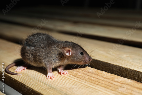 Grey rat on wooden planks. Pest control