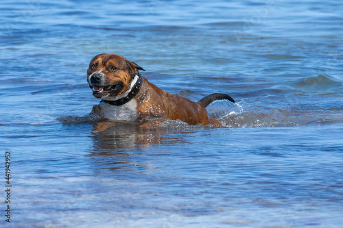 Beautiful dog swimming to the shore