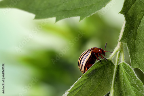 Colorado potato beetle on green plant against blurred background, closeup. Space for text