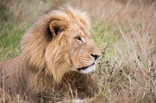Old male lion lying down in the grass looking away closeup