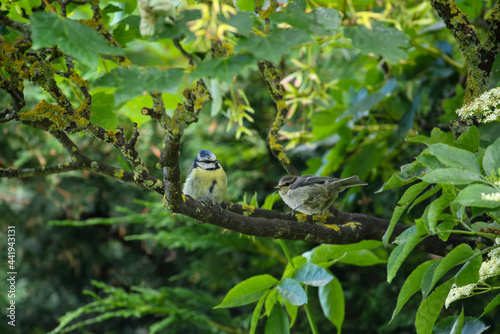 Two Eurasian blue tit birds, adult and baby chick "Cyanistes caeruleus". On branch covered with yellow lichen with fresh green leaves in garden in Ireland © Nicola.K.photos